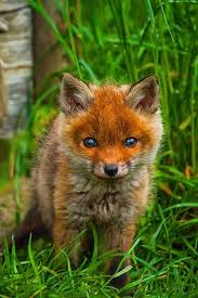 Please Make The Ethical Choice Not To Use Animals Or Any Of Their Byproducts No Matter How Well They Are T Susseste Haustiere Ausgestopftes Tier Fuchs Haustier