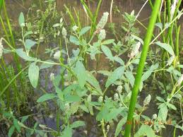 Image result for Sphenocleaceae