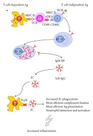 Image result for Rheumatoid Factor