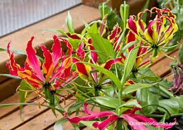 Image result for Gloriosa superba