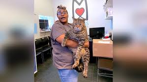 Looking after friendly dogs, cute cats, and other animals is. Giant 26 Pound Cat At Philadelphia Shelter Looking For A Home 11alive Com