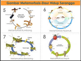 Pembahasan mengenai kedua metamorfosis tersebut diperlukan, agar kita memahami dan semakin. Proses Metamorfosis Nyamuk Yang Sangat Sempurna Matakaca Com