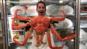 1,020 alaskan king crabs products are offered for sale by suppliers on alibaba.com, of which crab accounts for 29%, roe accounts for 9%. Ruben S Grocery Our Giant Alaskan King Crab Just Flew