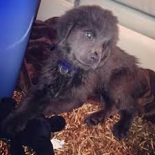 2 sets of shots, routine deworming, microchipped, health checked by a veterinarian, cardiologist checks. Purebred Gray Newfoundland Puppy For Sale In Dallas Texas Classified Americanlisted Com