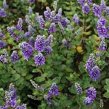 Veronica 'Shirley Blue'