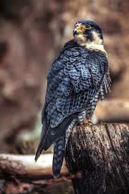 Majestic Birds Of Prey Animals Peregrine Falcon Peregrine Falcon Pet Birds Beautiful Birds