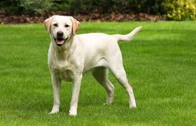 Maybe you would like to learn more about one of these? Northern Michigan Labradors Dog Breeders