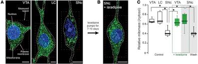 Image result for Isradipine