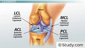 When muscles contract, they pull on the tendons to. Fibrous Connective Tissue Function Types Biology Class 2021 Video Study Com