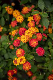 Lantana Lantana Vintage Garden Decor Flower Pots Outdoor