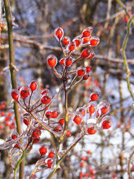 In maori mythology, its flowers are said to represent the blood of a young warrior who perished while trying to avenge his father's death. Red Multiflora Rose Bush Berries In Winter Ice Winter Flowers Trees To Plant Winter Pictures