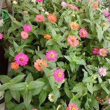 Maybe you would like to learn more about one of these? Tanaman Hias Bunga Zinnia Shopee Indonesia