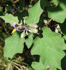 Image result for Solanum anguivi