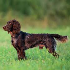 Er zählt zu den stöberhunden und wird ausschließlich von jägern für jäger gezüchtet. Deutscher Wachtelhund Der Hund