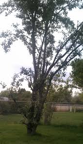 A satsuma plum is a japanese variety of trees that produce juicy fruit that you can eat right from the tree. What Varieties Of Plum Tree Produce Small Green Plums Gardening Landscaping Stack Exchange