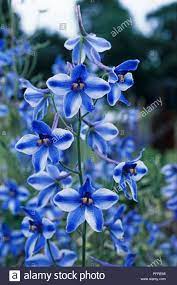 Delphinium Belladonna Flower Oil Best Flower Wallpaper