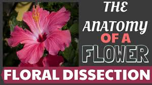 Check spelling or type a new query. The Anatomy Of A Flower Flower Dissection Hibiscus Teacher Pienay Youtube