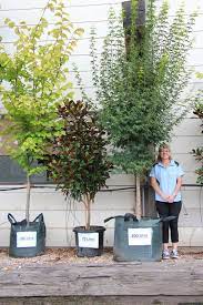 Quick and easy high end planter diys on a budget! Tips For Growing Trees In Pots City Of Sydney News