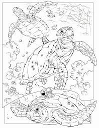 Aug 01, 2013 · the turtle coloring pages are thus extremely popular among young children as this provides them with ample opportunities for exploring their creativity. Sea Turtle Coloring Page Realistic Youngandtae Com Turtle Coloring Pages Ocean Coloring Pages Animal Coloring Pages