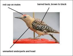 Bird With Red Triangle On Back Of Head Diagram Of A Gilia Woodpecker Cute Birds Black And Red Woodpecker