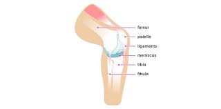 An anterior cruciate ligament (acl) tear, is a knee joint injury that happens mostly while playing sports. Blog Manual Medicine Spine And Sports Physical Therapy