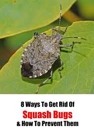 One of the most commonly used is trichopoda pennipes, a fly (about the size of an average housefly) which lays its. 8 Ways To Get Rid Of Squash Bugs How To Prevent Them Home Garden Diy