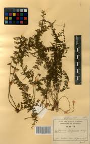 Image result for Asplenium dregeanum