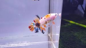 See more of cupang djoeang on facebook. Cupang Yellow Base Multicolour By Garagebetta Id Youtube