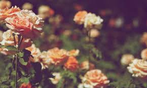 One quart treats up to 16 roses. Best Insecticide For Roses In 2021 Top 3 Products