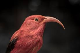 Image result for Nidorella welwitschii