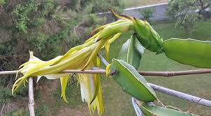 We did not find results for: Balcony Plants Dragon Fruit 3 How To