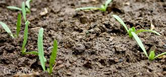 Plant spinach outdoors as soon as soil can be worked. Getting A Good Stand Of Garden Spinach