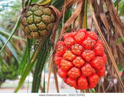 Image result for Pandanus