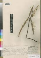 Image result for Oncinotis tenuiloba