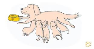 Quelle Alimentation Donner A Une Chienne Qui Allaite Hector Kitchen