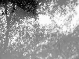 Image Result For Tree Shadow Png