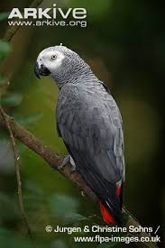 African Grey Parrot Photo African Grey Parrot African Grey Parrot