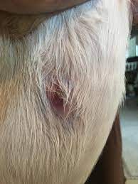 How to tell if your dog was bitten by a venomous spider. I Think My Dog Has Been Bitten By A Spider Or Something I M Not Sure Should I Be Worried Petcoach