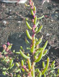 Image result for Suaeda merxmuelleri