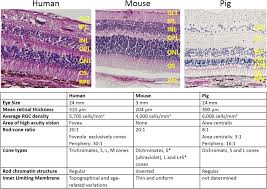 Maybe you would like to learn more about one of these? Retina In A Dish Cell Cultures Retinal Explants And Animal Models For Common Diseases Of The Retina Sciencedirect