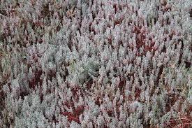 Image result for Chenolea