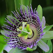 Image result for Passiflora ligularis
