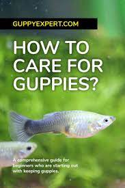 How To Care For Guppies Guppy Fish Guppy Fish Tank Cleaning
