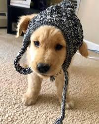 We often update our website to show you our colorado golden retrievers puppies, colorado labrador retriever puppies, colorado goldendoodle puppies and colorado labradoodle puppies. Akc Golden Retriever Puppies For Sale Near You