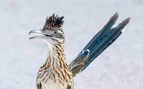 Dec 16, 2020 · roadrunners are fun, quirky birds that are easy to recognize thanks to their long tails, swift legs, speckled plumage, jaunty crests, and curious attitudes. Greater Roadrunner Audubon Field Guide