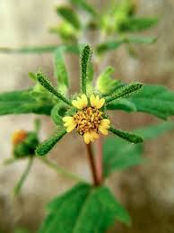 Image result for Sigesbeckia