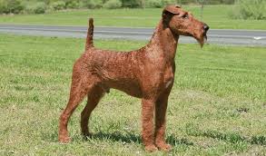 By the 1880s, irish terriers were the fourth most popular breed in ireland and britain. Irish Terrier Breed Information