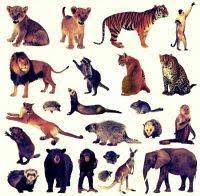 Listen and write the numbers id: 10 Animals Names English Hindi 10 à¤œ à¤¨à¤µà¤° à¤• à¤¨ à¤® Jaimahesh