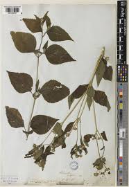 Image result for Blainvillea acmella