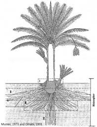 Can A Palm Tree Be Planted Next To The Pond Terrace Swimming Pool La Palmeraie Gb